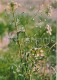 Shepherd's Purse - Capsella Bursa-pastoris - Medicinal Plants - Herbs - 1980 - Russia USSR - Unused - Plantes Médicinales