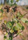 Grey Alder - Alnus Incana - Medicinal Plants - Herbs - 1980 - Russia USSR - Unused - Geneeskrachtige Planten