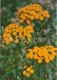 Tansy - Tanacetum Vulgare - Medicinal Plants - Herbs - 1980 - Russia USSR - Unused - Geneeskrachtige Planten