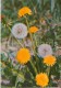 Common Dandelion - Taraxacum Officinale - Medicinal Plants - Herbs - 1980 - Russia USSR - Unused - Geneeskrachtige Planten