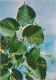 Small-leaved Lime - Tilia Cordata - Medicinal Plants - Herbs - 1980 - Russia USSR - Unused - Plantes Médicinales