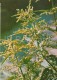 Common Nettle - Urtica Dioica - Medicinal Plants - Herbs - 1980 - Russia USSR - Unused - Plantes Médicinales