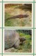 Tutrle - Crocodile - Kiev Kyiv Zoo - 1976 - Ukraine USSR - Unused - Schildpadden