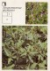 Heartsease , Viola Tricolor - Three-lobe Beggartick - Medicinal Plants - Herbs - 1988 - Russia USSR - Unused - Plantes Médicinales