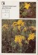 Field Pumpkin , Cucurbita Pepo - Tansy , Tanacetum Vulgare - Medicinal Plants - Herbs - 1988 - Russia USSR - Unused - Plantes Médicinales