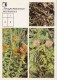 Maral Root , Leuzea Carthamoides - Golden Root - Medicinal Plants - Herbs - 1988 - Russia USSR - Unused - Geneeskrachtige Planten