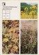 Mountain Arnica - Leafy Arnica - Common Sage - Medicinal Plants - Herbs - 1988 - Russia USSR - Unused - Plantes Médicinales
