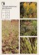 Perforate St John's-wort - European Centaury - Sweet Flag - Medicinal Plants - Herbs - 1988 - Russia USSR - Unused - Plantes Médicinales