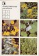 Elecampane - Coltsfoot - Marsh Mallow - Breckland Thyme - Medicinal Plants - Herbs - 1988 - Russia USSR - Unused - Plantes Médicinales