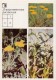 Common Dandelion - Dwarf Everlast - Corn - Medicinal Plants - Herbs - 1988 - Russia USSR - Unused - Plantes Médicinales