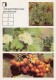 Marsh Cudweed - Siberian Hawthorn - Medicinal Plants - Herbs - 1988 - Russia USSR - Unused - Plantes Médicinales