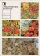 Rowan - Viburnum - Briar - Medicinal Plants - Herbs - 1988 - Russia USSR - Unused - Geneeskrachtige Planten