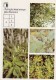 Bird-cherry Tree - Common Tormentil - Bistort - Medicinal Plants - Herbs - 1988 - Russia USSR - Unused - Geneeskrachtige Planten