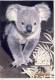 The KOALA BEAR ( Phascolarctos Cinereus ) Is Found From Northern Queensland Trough To Eastern South Australia - Other & Unclassified