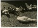 France Portrait Groupe De Canards Ancienne Photo Jean Tourane 1960 - Other & Unclassified