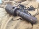 Training And Simulation Grenade Raffe Russia WW2 - 1939-45