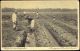 Indonesia, Sugar Cane Plantation, Digging Of Plant Channels (1910s) Postcard - Indonesië