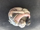 NETSUKE ? MINIATURE EROTIQUE / POSTION KAMASUTRA - Art Asiatique