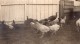 USA? A La Campagne Volaille Poules Et Dindes En Liberte Ancienne Photo Snapshot 1920 - Places