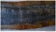 Delcampe - Fossile D'ASPIDORHYNCHUS - 42  X 9 Cm - Fossiles