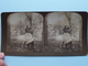 DOES YOU LOVE ME HUN ? " Stereo Photo R.Y. YOUNG " 1898 ( Voir Photo Pour Detail ) !! - Photos Stéréoscopiques