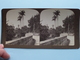 PALMS In BERMUDA " Stereo Photo 190? R Y YOUNG ( Voir Photo ) !! - Photos Stéréoscopiques