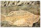 (510) Australia - Aboriginal Barramundi Rock Drawing - Aborigines