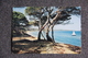 Ile De PORQUEROLLES - Plage De La COURTADE - Porquerolles