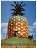 (3000) Australia - Big Pineapple Near Nambourg - Sunshine Coast