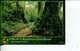 (543) Australia - QLD - Rainforest UNESCO (with Stamp At Back Of Card) - Atherton Tablelands