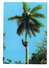 FIJI - Climbing Coconut Tree - Fidschi