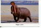 (M+S 300) Hippopotamus (posted From Tanzania) - Hippopotamuses