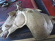 CADRE OU CENDRIER - CHEVAL  - BEAUCOUP DE PRESENCE - VINTAGE -VOIR PHOTOS - Bronces