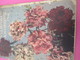 Catalogue/VILMORIN-ANDRIEUX/Producteurs De Graines Sélectionnées/ Paris / 1940      CAT192 - Garden