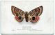 PAPILLON Exotic Moths ( Papillon De Nuit ) Carthaea Saturnioides * British Museum - Butterflies