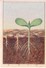 SWITZERLAND - NESTLE 'S PICTURE STAMP / CARD / LABEL - HOW LEAVES SPROUT - Advertising