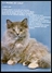 Animaux Chat - Photographe G. Lacz , E. Lemoine - Chats