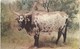 537- Longhorn Steers, This Is The Breed That Built The Cattle Industry In America - Galveston