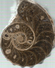 RARE AMMONITE MOLLUSK FOSSIL From MOROCCO 300 Million Years Old Seashell Shell - Fossils