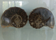Delcampe - RARE AMMONITE MOLLUSK FOSSIL From MOROCCO 300 Million Years Old Seashell Shell - Fossiles