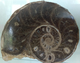 Delcampe - RARE AMMONITE MOLLUSK FOSSIL From MOROCCO 300 Million Years Old Seashell Shell - Fossils