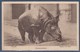 = Rhinocéros Au Jardin Zoologique De Londres - Rhinocéros