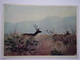 Tadjikistan. Tian Shan Mountains. Bukhara Deer / Bactrian Deer- Old USSR Postcard 1958 - Tadschikistan