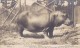 New York Zoo Hippopotamus 'Pete', Sent To Benedictine Monsastery, C1900s Vintage Postcard - Hippopotamuses