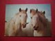 Carte Postale Edit. SL Villeurbanne Lyoncolor Cliché Aubanel 10.200 En Camargue Têtes De Cheveaux Neuve B/TB - Chevaux