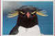 Rockhopper Penguin - Islas Malvinas