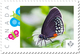 BUTTERFLY COLLECTION Of 6 Unique Picture Postage Stamps Canada 2017 P17-04bt6 - Butterflies
