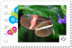 Delcampe - BUTTERFLY COLLECTION Of 6 Unique Picture Postage Stamps Canada 2017 P17-04bt6 - Butterflies