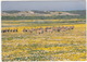 West Coast National Park: A Herd Of Eland - (South-Africa) - Zuid-Afrika