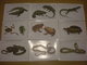 9 Cartes, Batraciens Et Reptiles Du Congo Belge, Institut Royal Des Sciences Naturelles De Belgique (Y1) - Andere & Zonder Classificatie